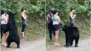 El oso fue capturado y castrado y liberado en Chihuahua (Especial)