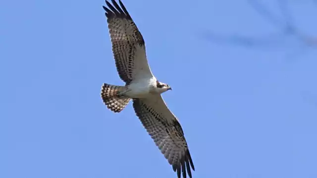 La crisis climática, indirectamente, es otro enemigo que amenaza su supervivencia