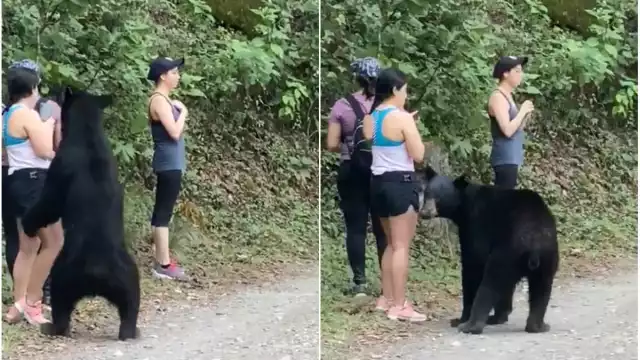 El oso fue capturado y castrado y liberado en Chihuahua (Especial)