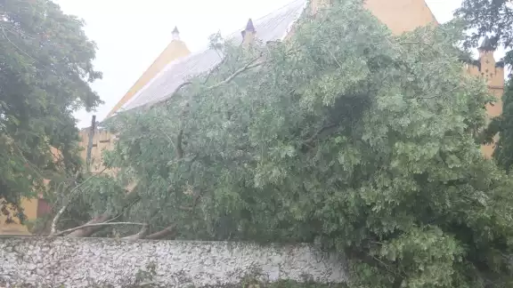 Los vientos del meteoro derribaron arboles y postes en el poblado Los vientos del meteoro derribaron arboles y postes en el poblado