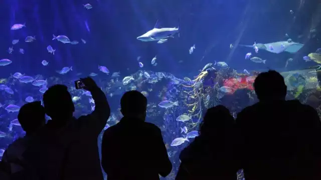 El Acuario Inbursa es una de las atracciones de Plaza Carso en Polanco. Foto: Especial