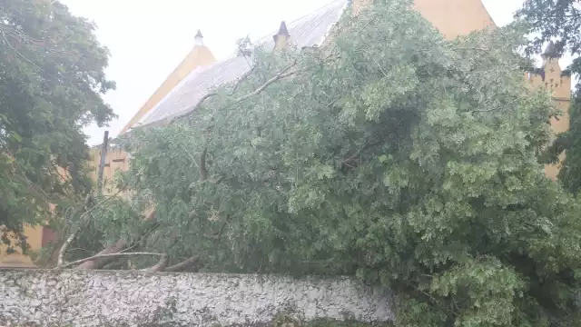 Los vientos del meteoro derribaron arboles y postes en el poblado