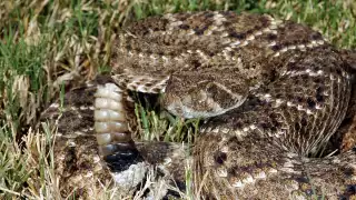 Jardinero sufre mordedura de una serpiente de cascabel en Conkal