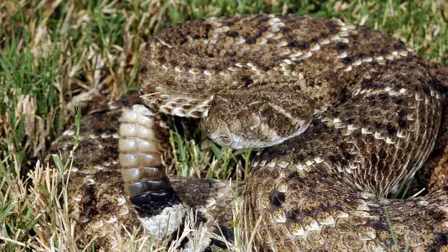 Paramédicos brindaron a la víctima los primeros auxilios para luego trasladarla al Hospital O’Horán de Mérida