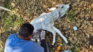 Campeche suma 661 casos de gusano barrenador y es segundo lugar en la Península de Yucatán