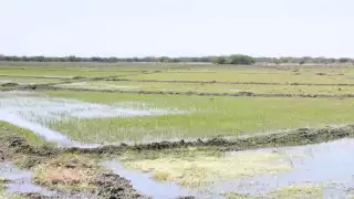 Por caída del precio internacional, Gobierno Federal blinda 12 mil hectáreas de arroz en Campeche