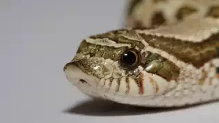 La culebra hocico de cerdo alcanza 70 centímetros de largo, pero su veneno es muy letal