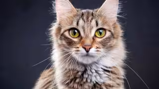 El 8 de agosto se celebra el Día Internacional del Gato