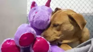 El perro trató de robarse varias veces el peluche de una tienda