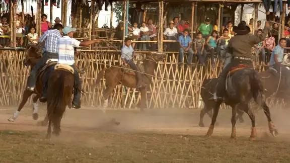 El maltrato animal y el peligro que representa ya es un problema general, afirman