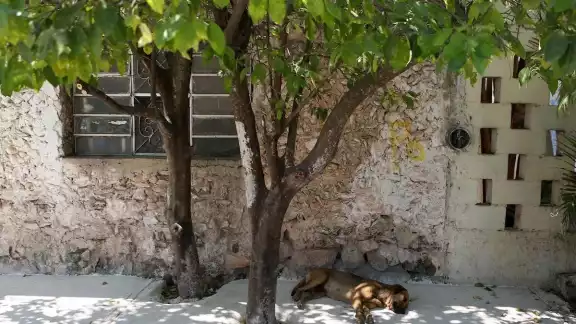 Los perros pueden ser principales víctimas de las altas temperaturas Los perros pueden ser principales víctimas de las altas temperaturas