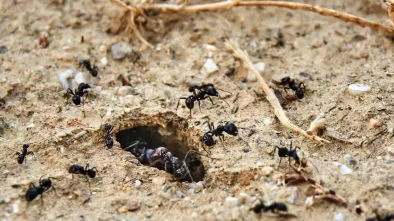 La presencia de muchas hormigas dentro de hogar es señal de que lloverá muy fuerte en el día