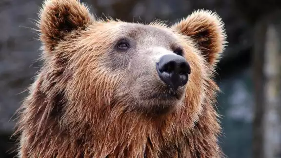 Oso mata a matrimonio y a su perro en parque de Canadá Oso mata a matrimonio y a su perro en parque de Canadá