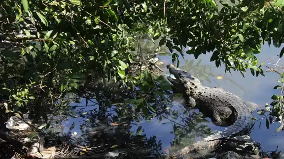 El reptil fue captado por un usuario y lo compartió en su cuenta de Facebook. Foto: Internet
