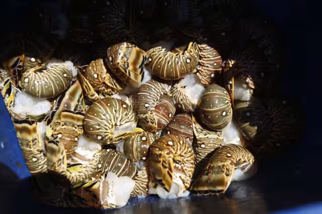 Trabajadores del sector pesquero esperan obtener buenas ganancias durante los próximos meses