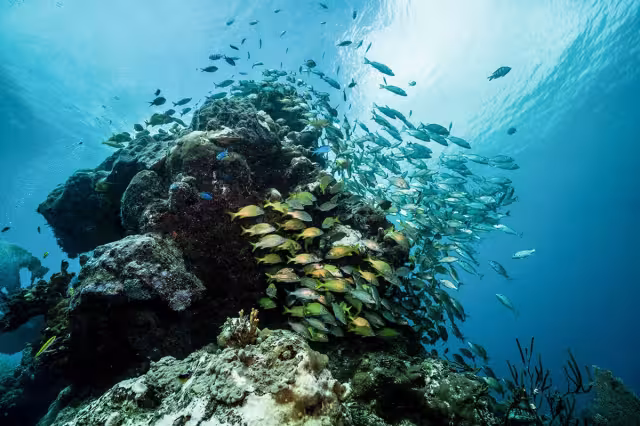 El avance de esta enfermedad ocurre en un contexto donde se registró el Síndrome Blanco, considerado uno de los eventos más destructivos para los arrecifes
