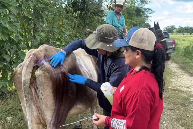 Chiapas lidera casos de gusano barrenador; Campeche registra 632