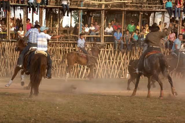 El maltrato animal y el peligro que representa ya es un problema general, afirman
