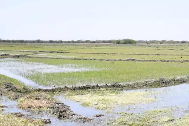 Gobierno Federal protege la producción de arroz en Campeche.