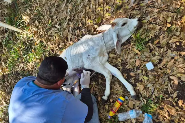 Campeche acumula 661 casos de gusano barrenador de ganado y es la segunda entidad más afectada de la Península de Yucatán.