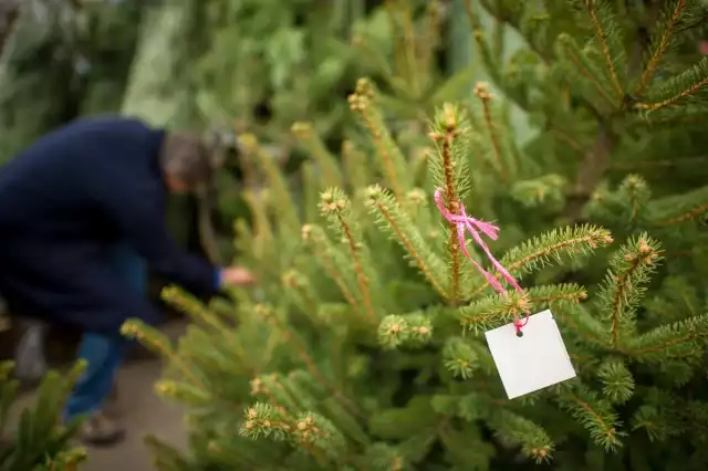 Los árboles deberán ser entregados sin ningún tipo de decoración