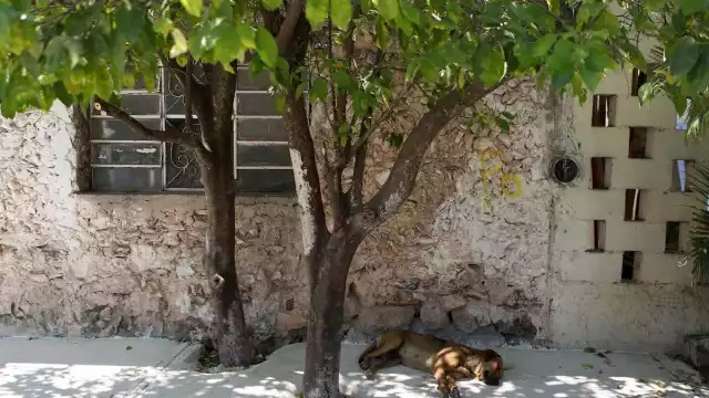 Los perros pueden ser principales víctimas de las altas temperaturas