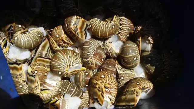 Trabajadores del sector pesquero esperan obtener buenas ganancias durante los próximos meses