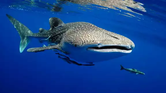 A pesar de sus enormes e intimidantes dimensiones, esta criatura sólo se alimenta de pequeños peces