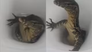 Turista encuentra lagarto saliendo del inodoro de un hotel: VIDEO
