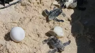 Agrupación ambientalista registró 120 nidos de tortugas carey y liberó un promedio de 14 mil crías. Foto: Fernando Kantún