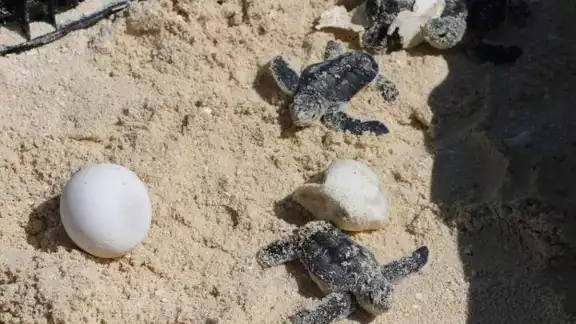 Agrupación ambientalista registró 120 nidos de tortugas carey y liberó un promedio de 14 mil crías. Foto: Fernando Kantún