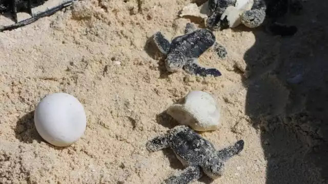 Agrupación ambientalista registró 120 nidos de tortugas carey y liberó un promedio de 14 mil crías. Foto: Fernando Kantún
