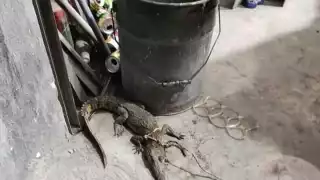 Cocodrilo de casi un metro sorprende a mecánicos en un taller de Progreso