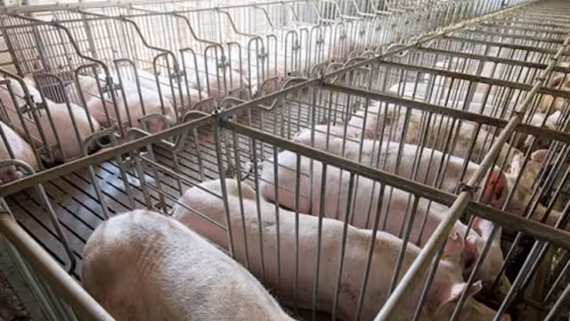 Las organizaciones en pro del medio ambiente y la infancia de Homún indicaron que la reapertura de la granja porcícola de Kekén, causaría daños a la salud de los habitantes del lugar