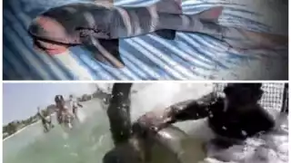 En Mahahual, rescatan a tortuga atrapada en redes y hallan tiburón muerto por arpón