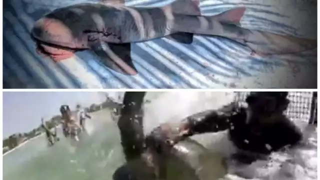 Pescadores rescataron tortuga y hallaron tiburón muerto por arpón (Especial)