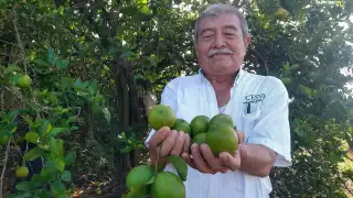 Jesús Sánchez, campesino, mencionó que este cítrico es el más cotizado entre la gente