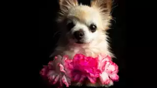 En fiestas decembrinas es usual lanzar pirotecnia para festejar el Año Nuevo; sin embargo, los perritos son los más afectados debido al ruido tan fuerte de los cohetes que les provoca sustos y ansiedad