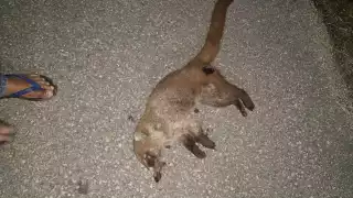 Siguen muriendo especies exóticas en las carreteras, arrolladas por vehículos