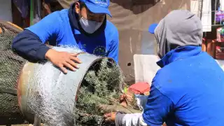Los árboles de Navidad se reutilizan como composta para siguientes plantaciones. Foto: Cuartoscuro