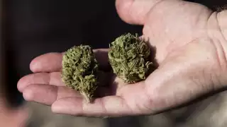 La marihuana fue la segunda razón del ingreso a hospitales en Yucatán