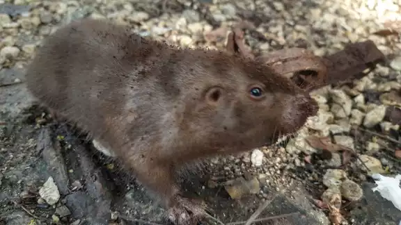 Aunque es una plaga para los cultivos, su carne es muy codiciada.