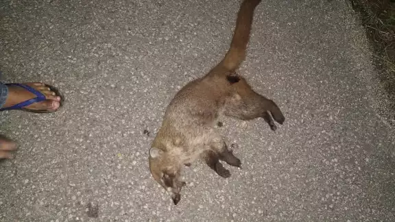 Siguen muriendo especies exóticas en las carreteras, arrolladas por vehículos Siguen muriendo especies exóticas en las carreteras, arrolladas por vehículos