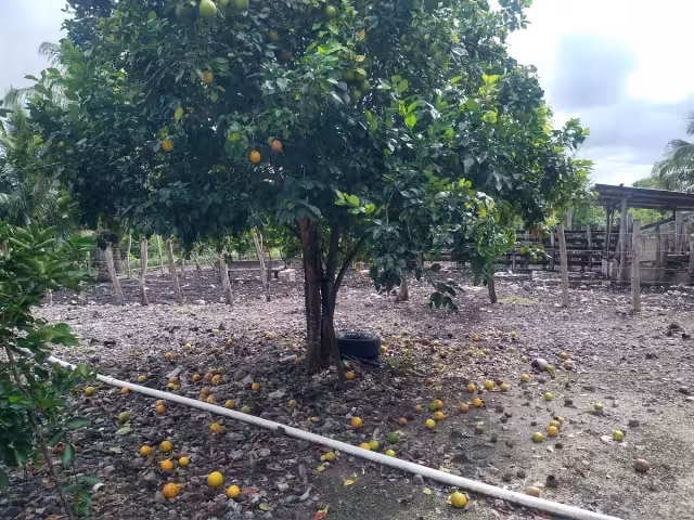 Las naranjas agrias no consiguen desarrollarse para poder ser comercializadas.
