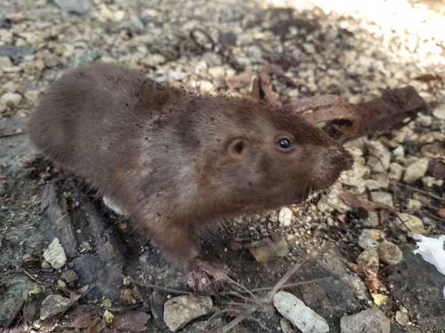 Aunque es una plaga para los cultivos, su carne es muy codiciada.