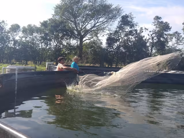 El fundador dice que logran tilapias de hasta medio kilo