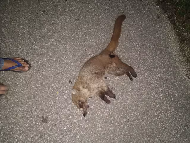 Siguen muriendo especies exóticas en las carreteras, arrolladas por vehículos