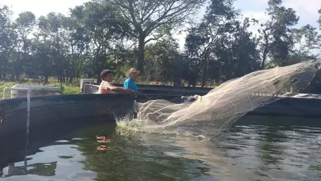 El fundador dice que logran tilapias de hasta medio kilo