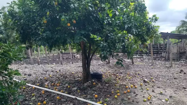 Las naranjas agrias no consiguen desarrollarse para poder ser comercializadas.