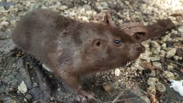 Aunque es una plaga para los cultivos, su carne es muy codiciada.